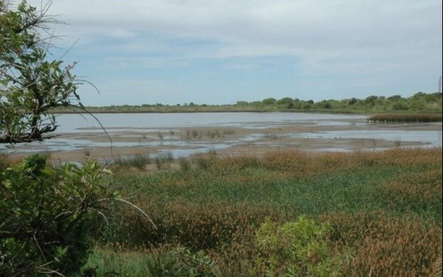 Nuevo reclamo vecinal en Ensenada por el Monte Ribereño