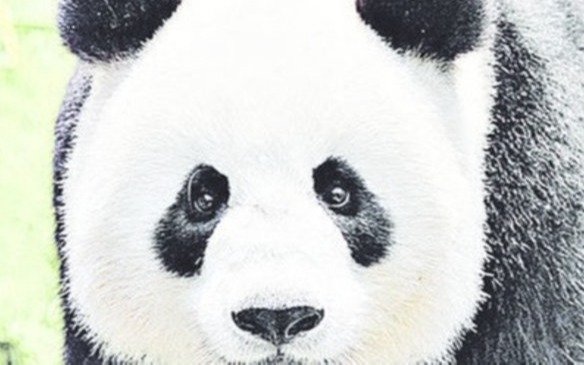 ¿El fin de la diplomacia panda?