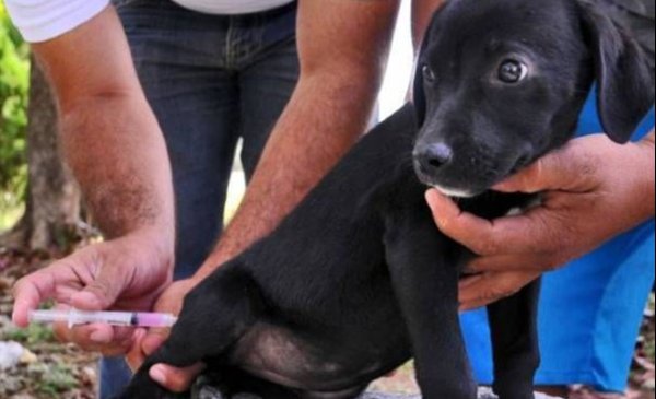 Free Rabies Vaccination and Primary Pet Care in El Peligro: Municipality of La Plata