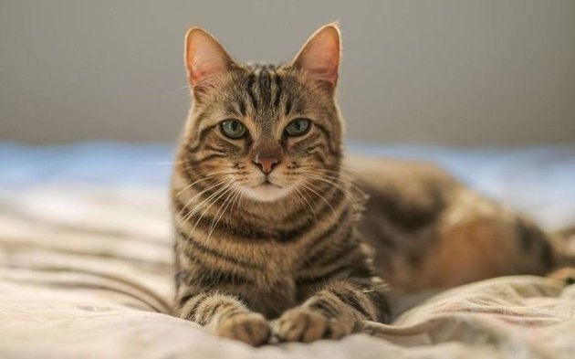 Crece la rabia entre los gatos por falta de vacunación