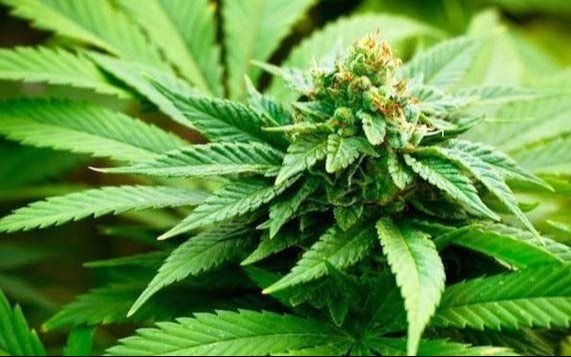 Odontología usará cannabis con fines terapéuticos