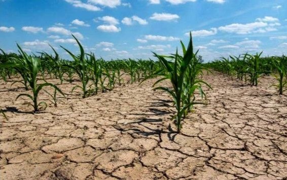 La falta de lluvias ya afecta al trigo y al maíz