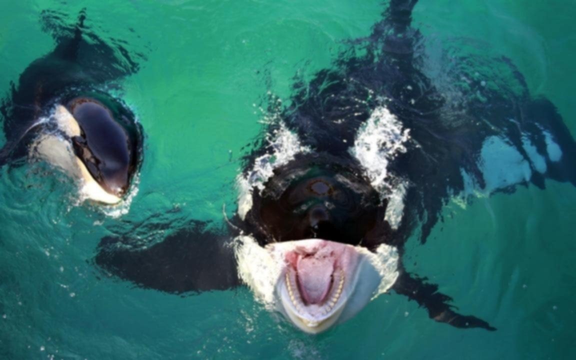 Orcas provocan el hundimiento de un velero