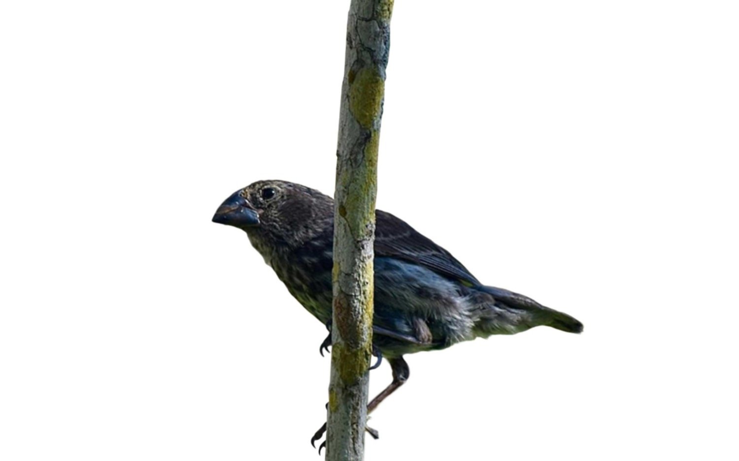 Los pinzones de Darwin no están bien adaptados a su medio