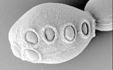 Desarrollan una levadura con el genoma sintético