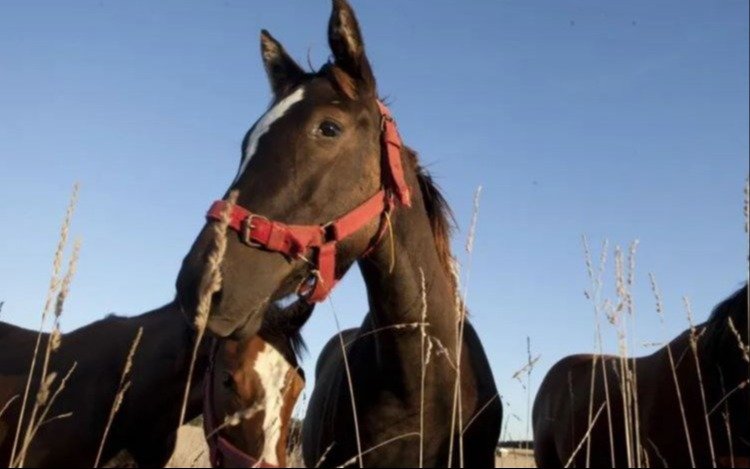 Faltan vacunas contra el brote que afecta a los caballos