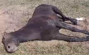 Siguen los controles por la encefalomielitis equina