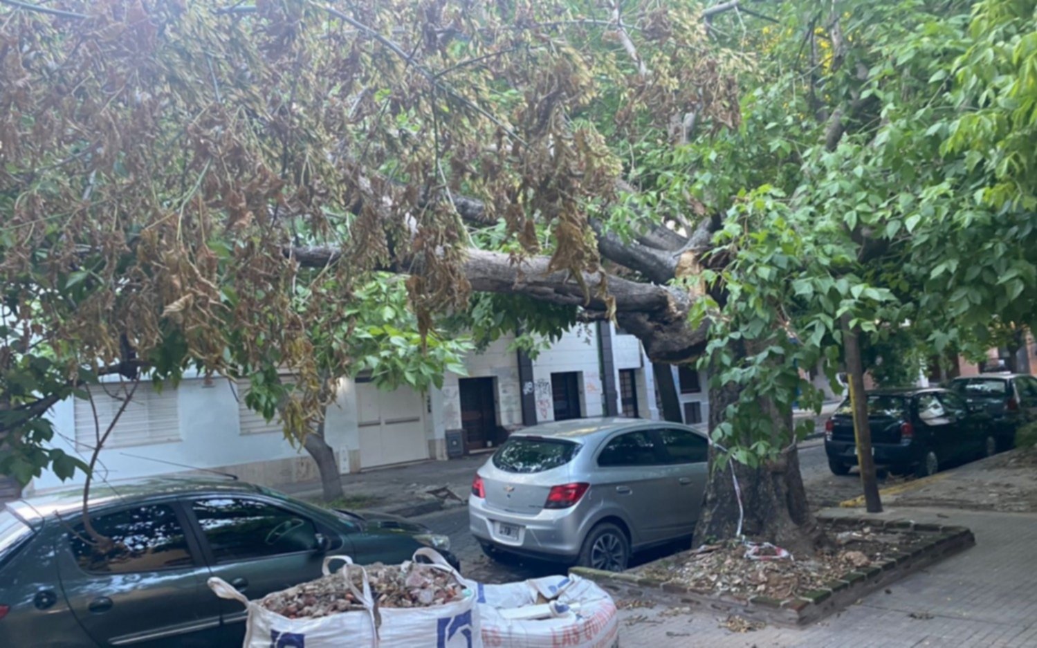 El arbolado platense desafiado por el clima y necesitado de un censo