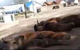 Murieron más de 600 lobos marinos por la gripe aviar