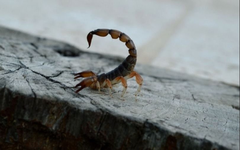 De mosquitos a alacranes: cómo enfrentar las plagas del verano