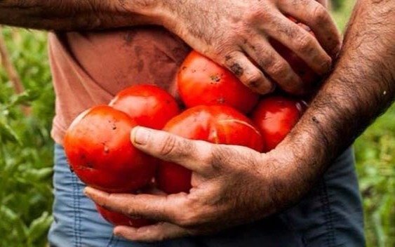 Ya tiene fecha la 19º Fiesta del Tomate Platense