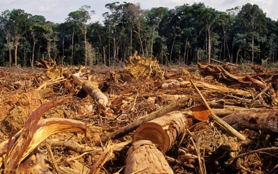 Alertan sobre la pérdida del patrimonio forestal que sufre América del Sur