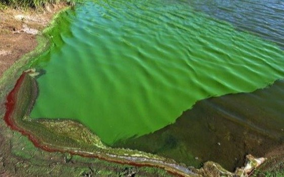 Elevan alertas por bacterias en lagunas bonaerenses