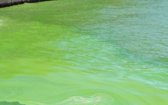 Advierten por la presencia de cianobacterias en lagunas bonaerenses
