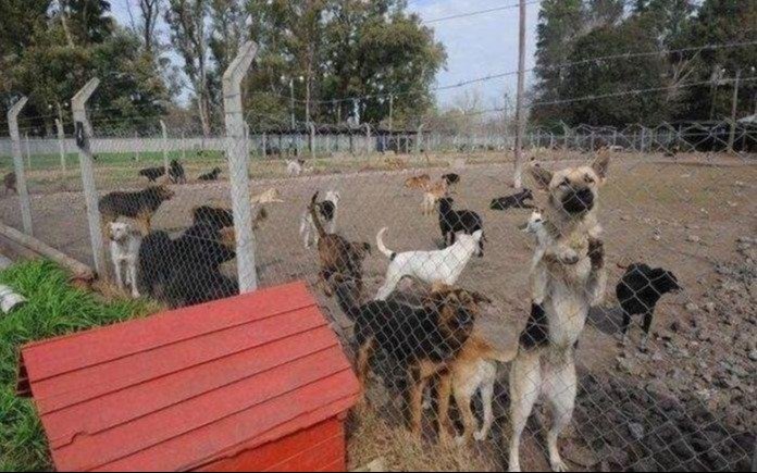 Piden donación de alimentos para los perros del refugio Titucha