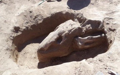 Encuentran restos de un perezoso que datan de hace unos 25.000 años