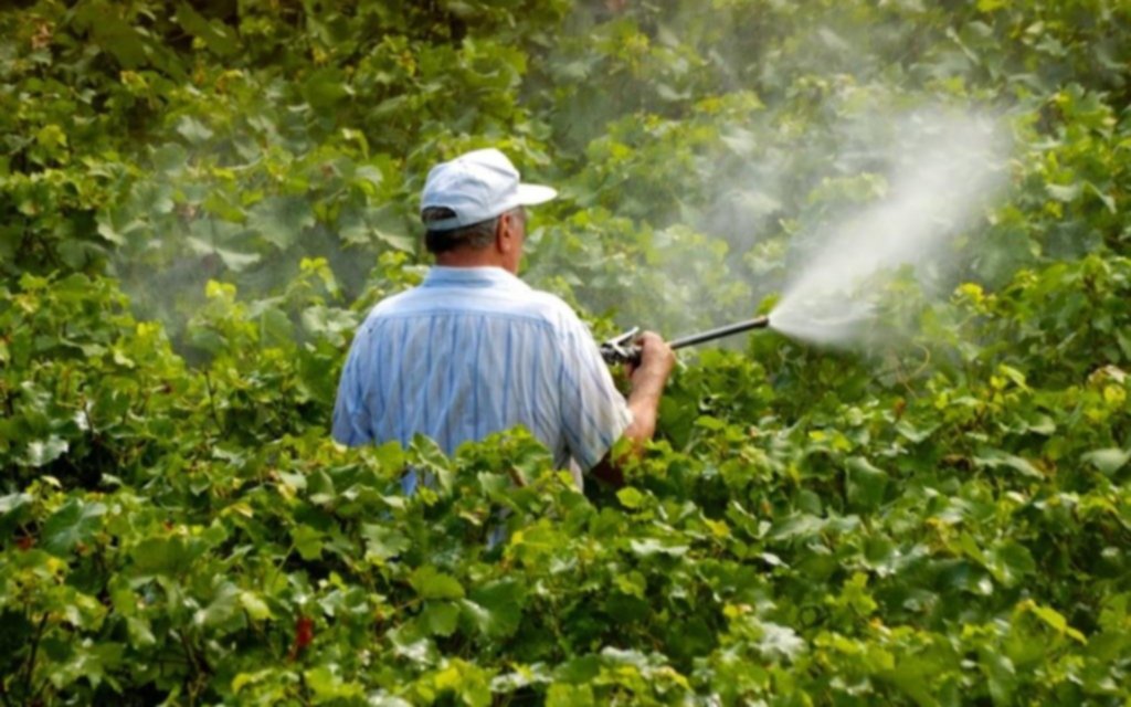 Pájaros e insectos, una opción frente a los pesticidas