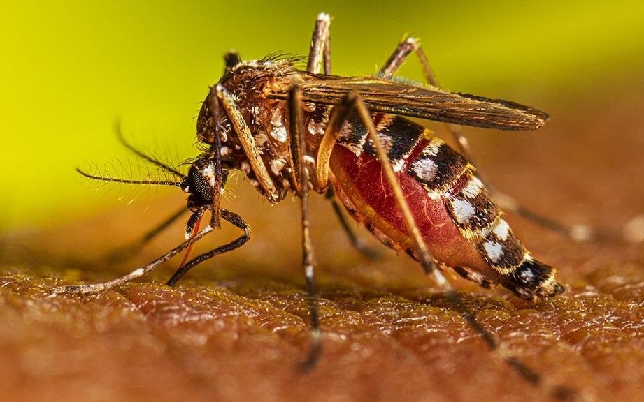 Coexisten dos variantes de dengue y suben los casos