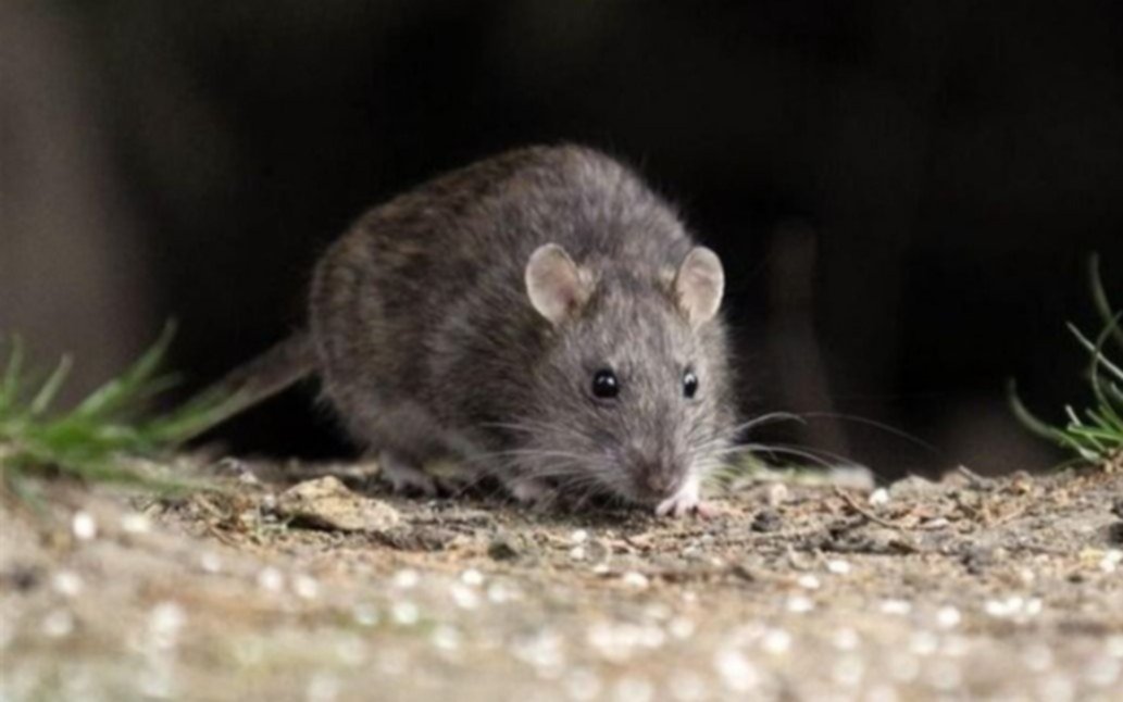 Calentamiento global: favorece una invasión de ratas