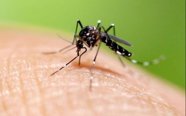 Tras el temporal, extremar la prevención por el crecimiento del dengue en la Región