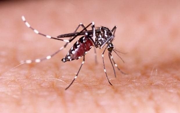 Dengue: la forma de uso del repelente, otra clave para esquivar el contagio