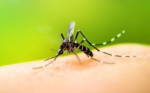 Presión en el Concejo local ante los casos de dengue
