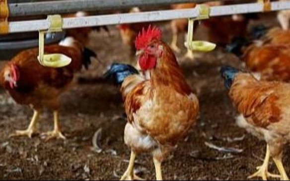 Gripe aviar: preocupa el contagio entre humanos