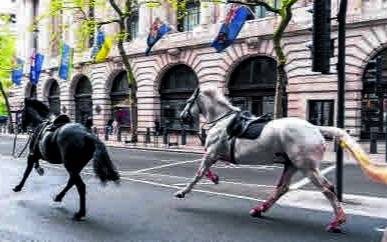 Los caballos locos del rey se volvieron a poner el “uniforme”