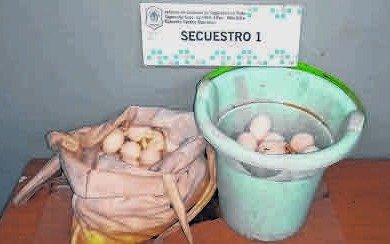 Robó 80 huevos blancos de una granja avícola y fue detenido