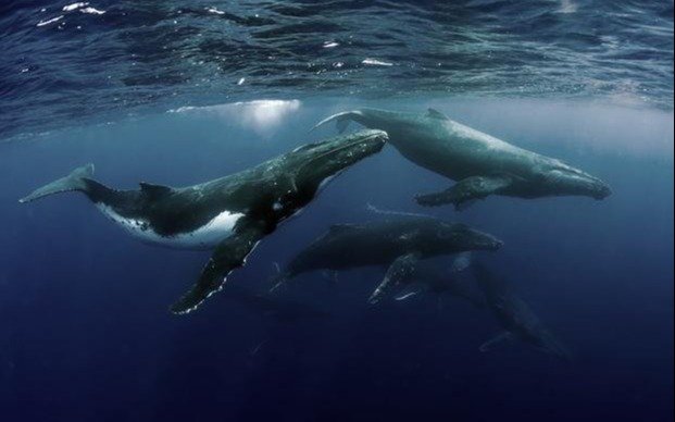Ballenas que se achican y osos polares amenazados