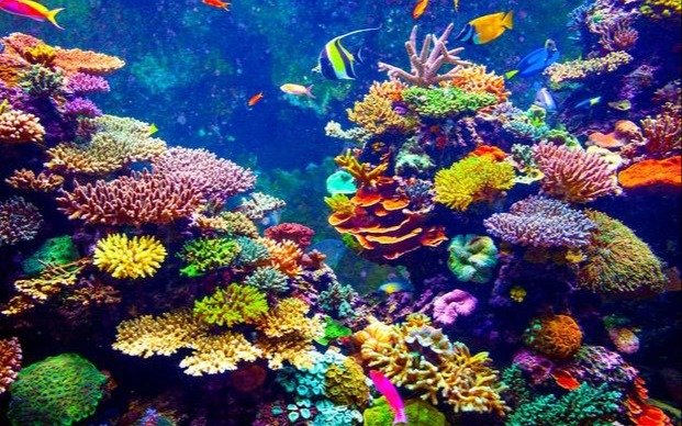 Submarinismo para salvar los arrecifes de coral