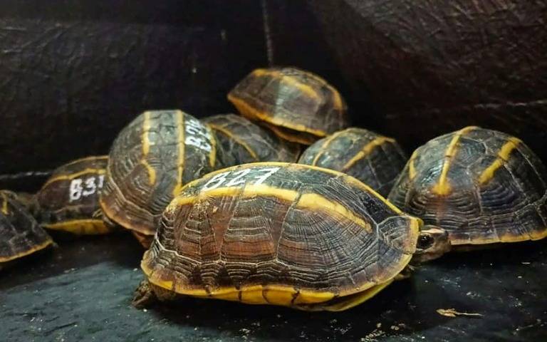 La banda de las tortugas ninja “no toca más