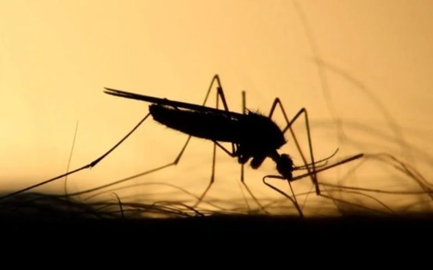 Es ahora cuando debe batallarse contra los mosquitos y el dengue