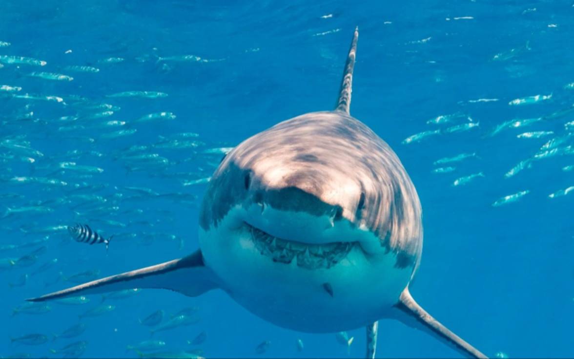 Los tiburones “drogones” que no pasan el antidoping
