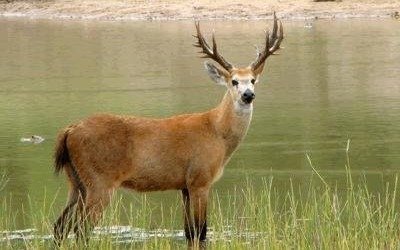 Piden mayor protección para la fauna silvestre