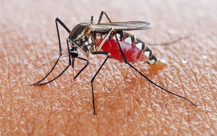 Dengue: otra polémica abierta con Nación