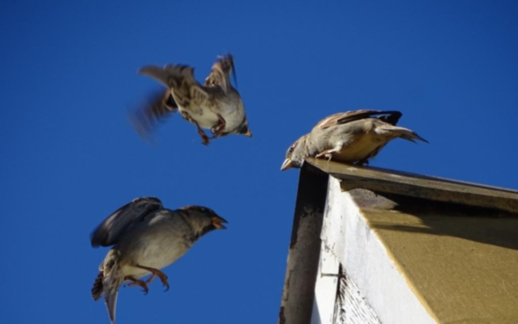 Realizarán una charla en la Ciudad sobre aves urbanas en la Región