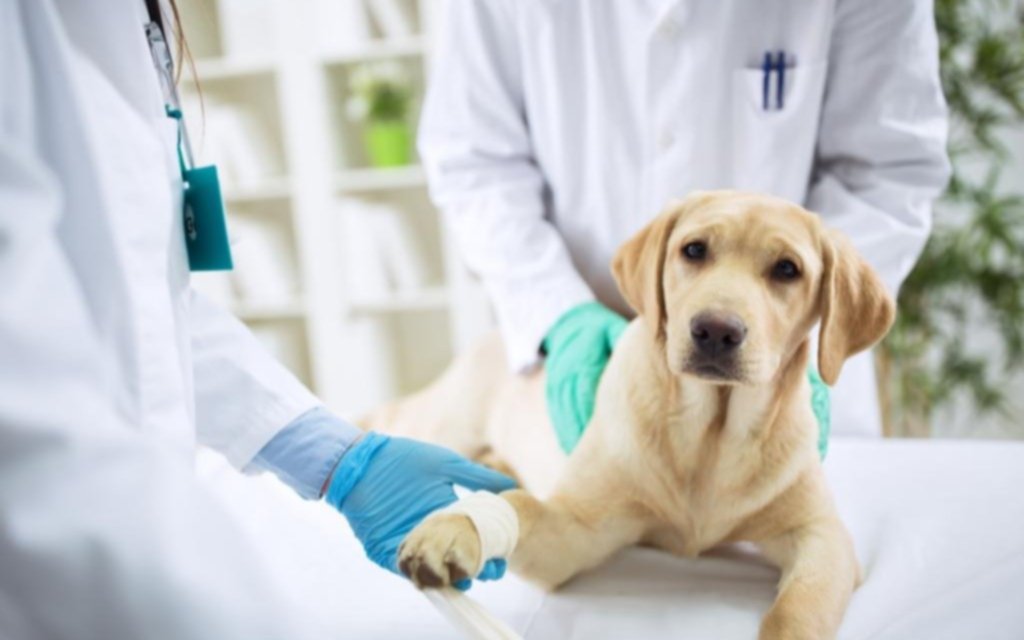 Veterinarios usan IA para atender a las mascotas