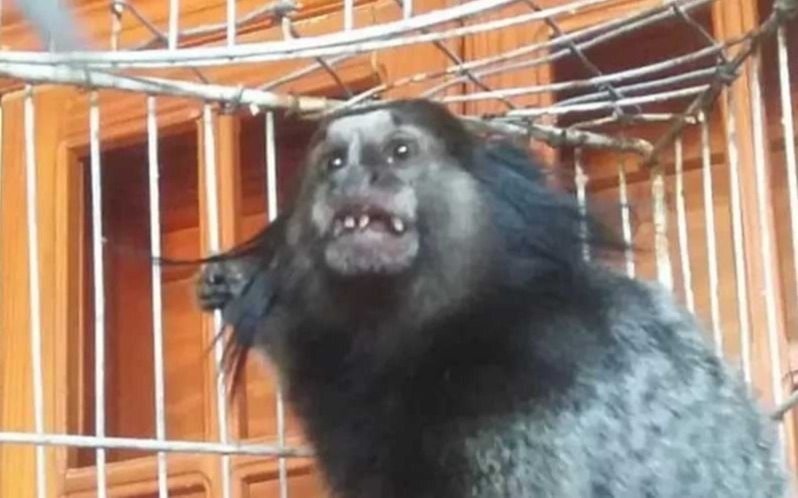 Los monos tití se llaman por su nombre como humanos