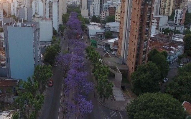 La Ciudad necesita de un censo forestal para defender su arbolado