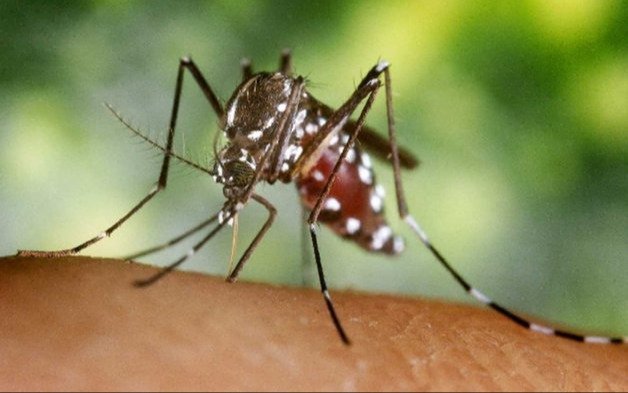 Preocupa el aumento de los casos de fiebre chikungunya en Brasil