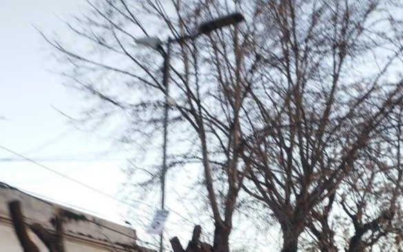 Muchos ejemplares del arbolado público en manos del arbitrio de particulares