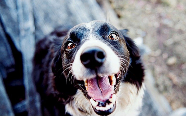 Perros de mascota: ¿cómo saber si padecen el estrés?