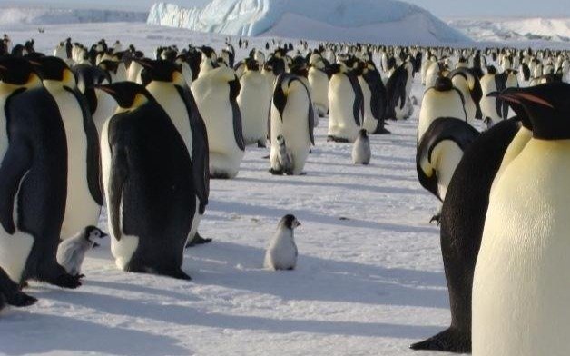 Declararon culpable al acusado de la masacre de cientos de pingüinos