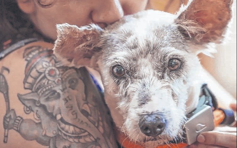 Capturaron a Houdini: el perrito que no quería salir de la calle