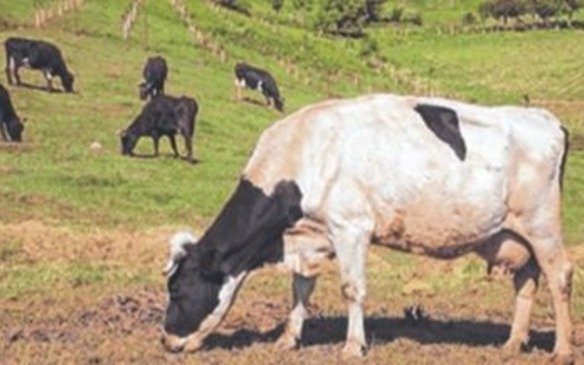 Estudian los eructos de las vacas para cuidar el clima
