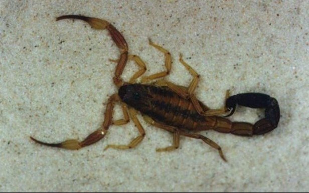Preocupa la presencia de alacranes en San Carlos