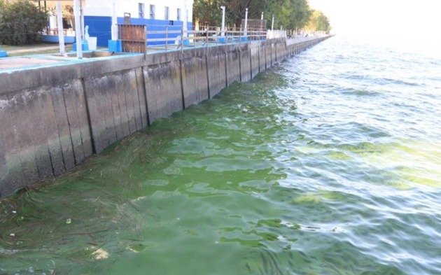 Alerta por cianobacterias en las costas de Berisso y Ensenada