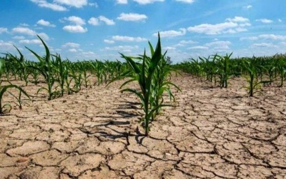 Alertan por más daños irreversibles en la siembra