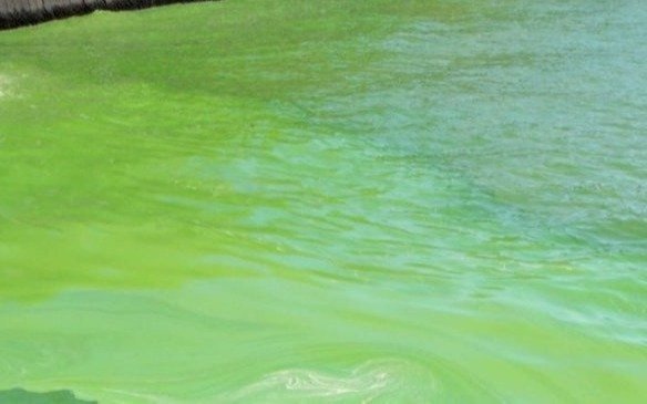 El riesgo en las playas de la Región por las cianobacterias